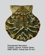Flexopecten flexuosus (5)
